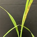 thumbnail for publication: Rice Blast Disease